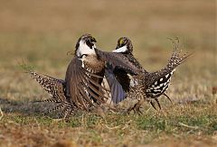 Gunnison Sage-Grouse